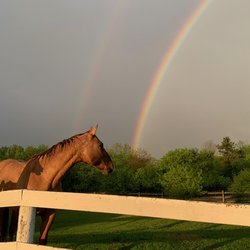 Kettle Moraine Ranch - Red Looking At The 2 Rainbows