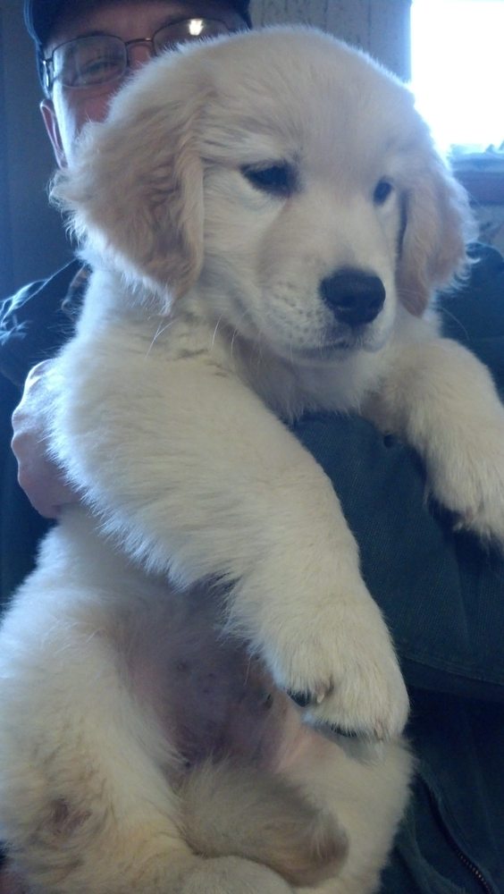 WEST HAZLETON VETERINARY HOSPITAL 17 Photos Veterinarians 45 W Monroe Ave, Hazleton, PA