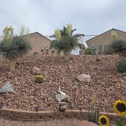 Lobo Landscaping & Maintenance - All 3 yuccas before being pruned... see the ugly flowers sticking up.