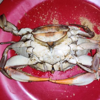 Crab Corner - large female crab- steamed - Seafood Near Me - Las Vegas, Nevada