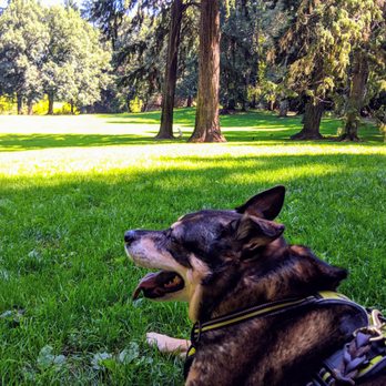 Laurelhurst Park - Grazin' in the grass is a gas, baby, can you dig it - Parks Near Me - Portland, Oregon Laurelhurst Park - Grazin' in the grass is a gas, baby, can you dig it - Parks Near Me - Portland, Oregon