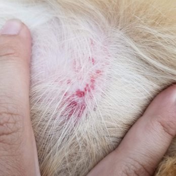 Dazzling Pup - Fresh flea bites from the fleas she brought home from the groomers. - Pet Groomers Near Me - San Gabriel, California Dazzling Pup - Fresh flea bites from the fleas she brought home from the groomers. - Pet Groomers Near Me - San Gabriel, California