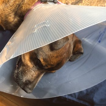 Aloha Veterinary Center - Immediate emergency surgery to remove a splinter saved our boy's eye. - Veterinarians Near Me - Hilo, Hawaii
