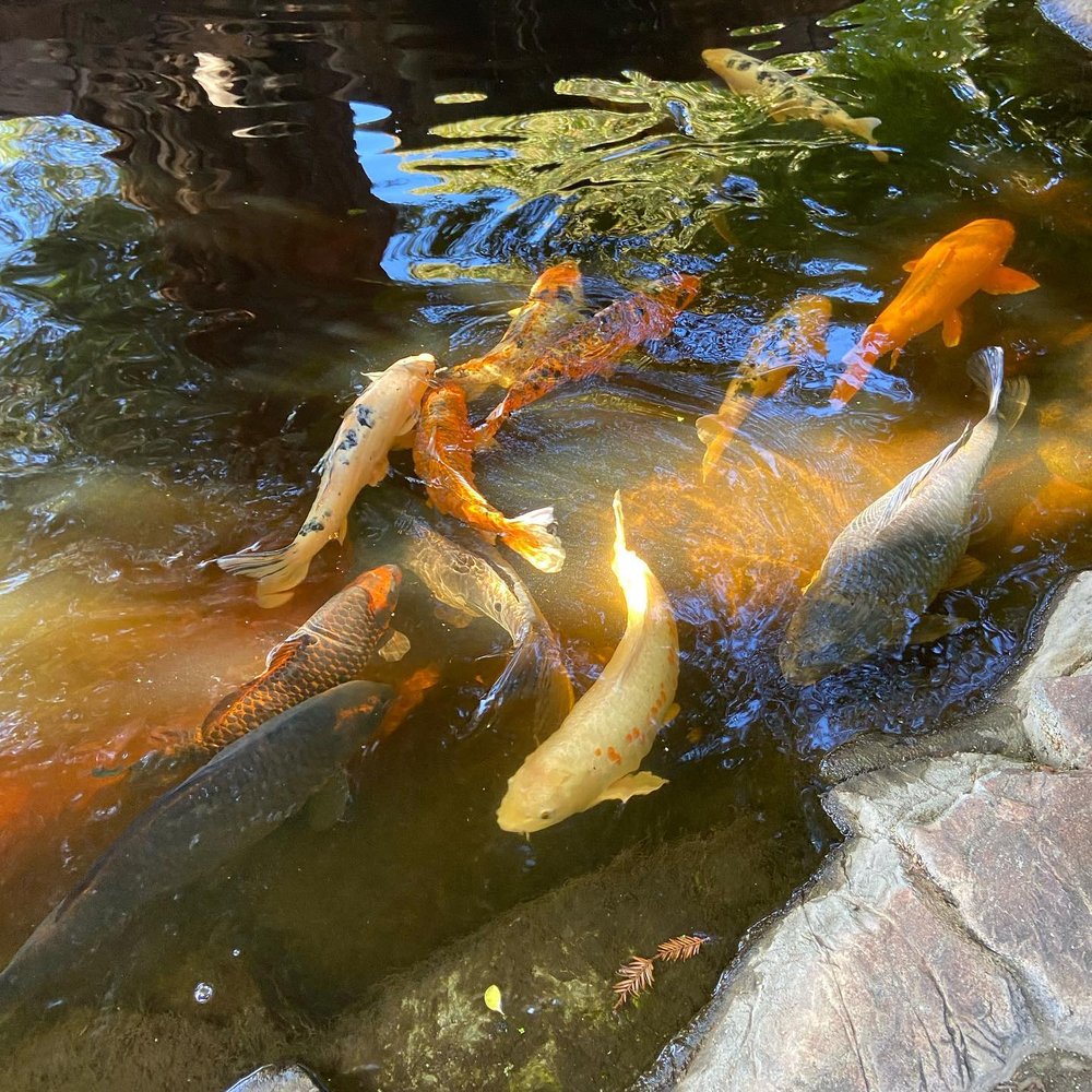 Paso Robles Inn - The koi pond - Hotels Near Me - Paso Robles, California