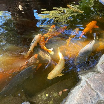Paso Robles Inn - The koi pond - Hotels Near Me - Paso Robles, California