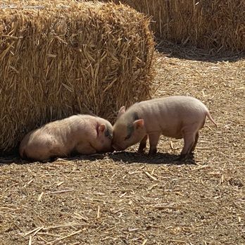 SoCalMiniPigs - Mini piglet kisses - Pet Breeders Near Me - Valley Center, California