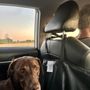 Photo of Animal Emergency Care