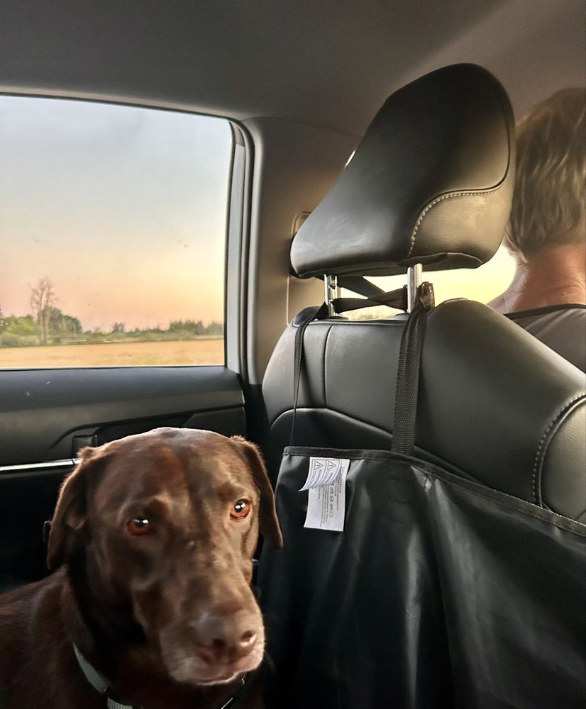 ANIMAL EMERGENCY CARE Updated September 2024 60 Reviews 4176