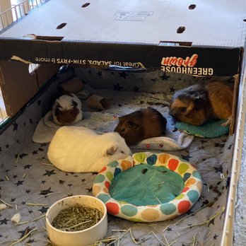 Veterinary Emergency Group - Emergency Pet Hospital Near Me - San Ramon, California