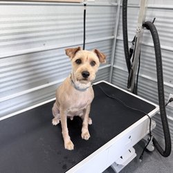 Lolly’s Lucky Leash Dog Boarding