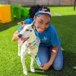 Meadowlake Pet Resort - 288 South