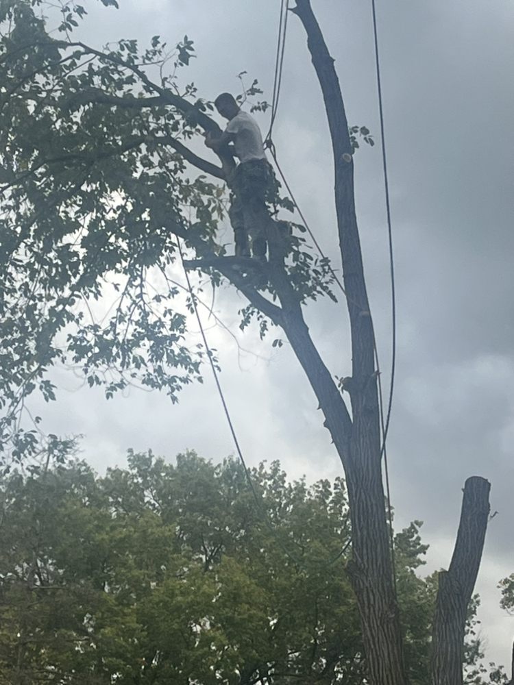 Arch City Tree - tree service in Barnhart, MO