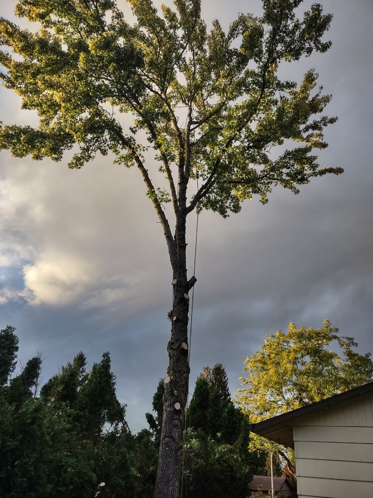 Elite Tree Service - tree service in Portland, OR