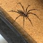 Bugfix Pest Control
