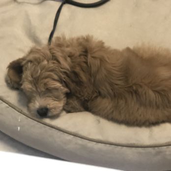 All Paws on Deck - Luna feels very relaxed after her first grooming experience. - Pet Groomers Near Me - Marblehead, Massachusetts