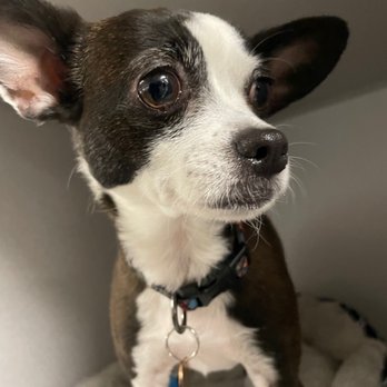 ACCESS Pasadena - Harlee:) - Emergency Pet Hospital Near Me - Pasadena, California