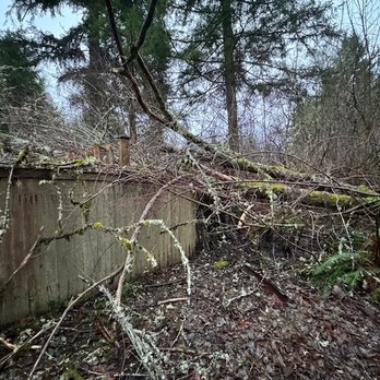 Olympia Tree Care - Huge tree that fell Olympia Tree Care removed. - Tree Services Near Me - Olympia, Washington