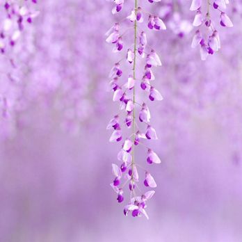 ThePositiveMedium - Lavender soothes the soul. - Psychic Mediums Near Me ThePositiveMedium - Lavender soothes the soul. - Psychic Mediums Near Me