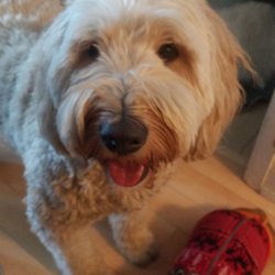 K9 Concierge Midtown - Our happy Lucas