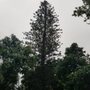 Photo of Big Ron's Tree Service
