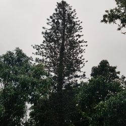 Big Ron's Tree Service