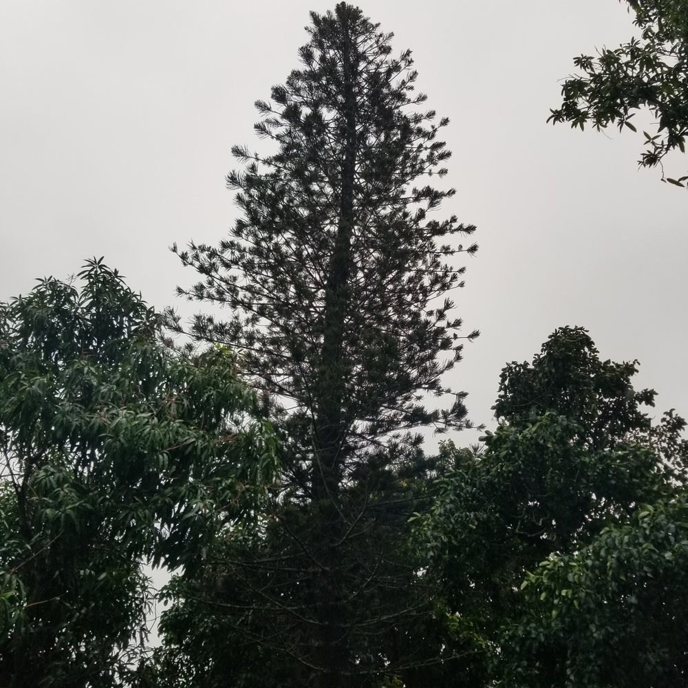 Big Ron's Tree Service - tree service in Miami, FL