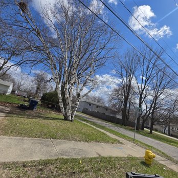 Mullins Tree Service - Before 4/12/26 - Tree Services Near Me - Wayne, Michigan