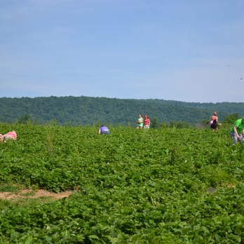 Green Truck Farm - The field had 15-20 rows of strawberry plants. - Fruits & Veggies Near Me - Markham, Virginia Green Truck Farm - The field had 15-20 rows of strawberry plants. - Fruits & Veggies Near Me - Markham, Virginia