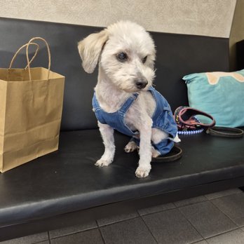 Pooch Pawlor Spa - Pet Groomers Near Me - Glendale, California