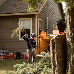 Northwest Tree Care