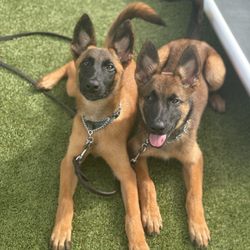 Top Tier K9 - Bradenton - Puppy training, the Twins from Top Tier K9 Litters on the Ground program