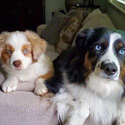 Duckpond Kennels - Max & Rusty