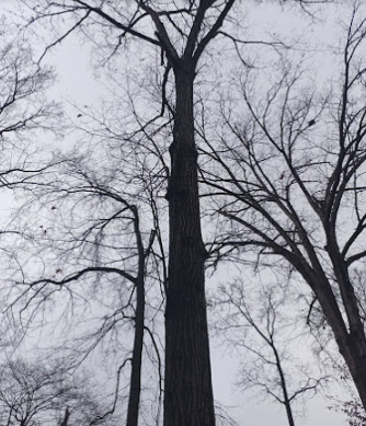 Paco Tree Service - tree service in Charlotte, NC