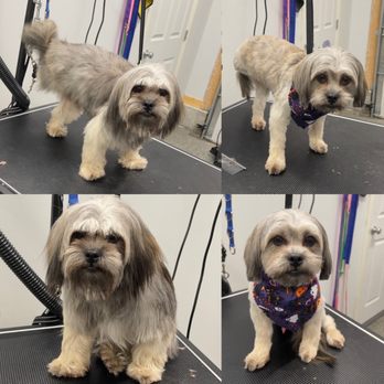 Daisys VIP Grooming - Love this mix breed baby - Pet Groomers Near Me - Gardner, Kansas