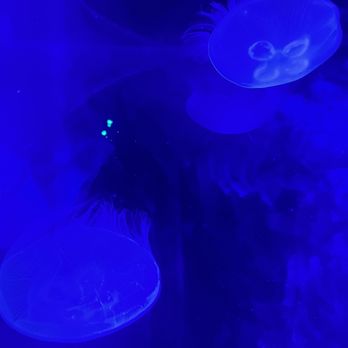 Shedd Aquarium - Aquariums Near Me - Chicago, Illinois Shedd Aquarium - Aquariums Near Me - Chicago, Illinois