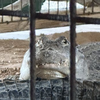 gator park - Cutest lil swamp puppy - Boat Tours Near Me - Miami, Florida