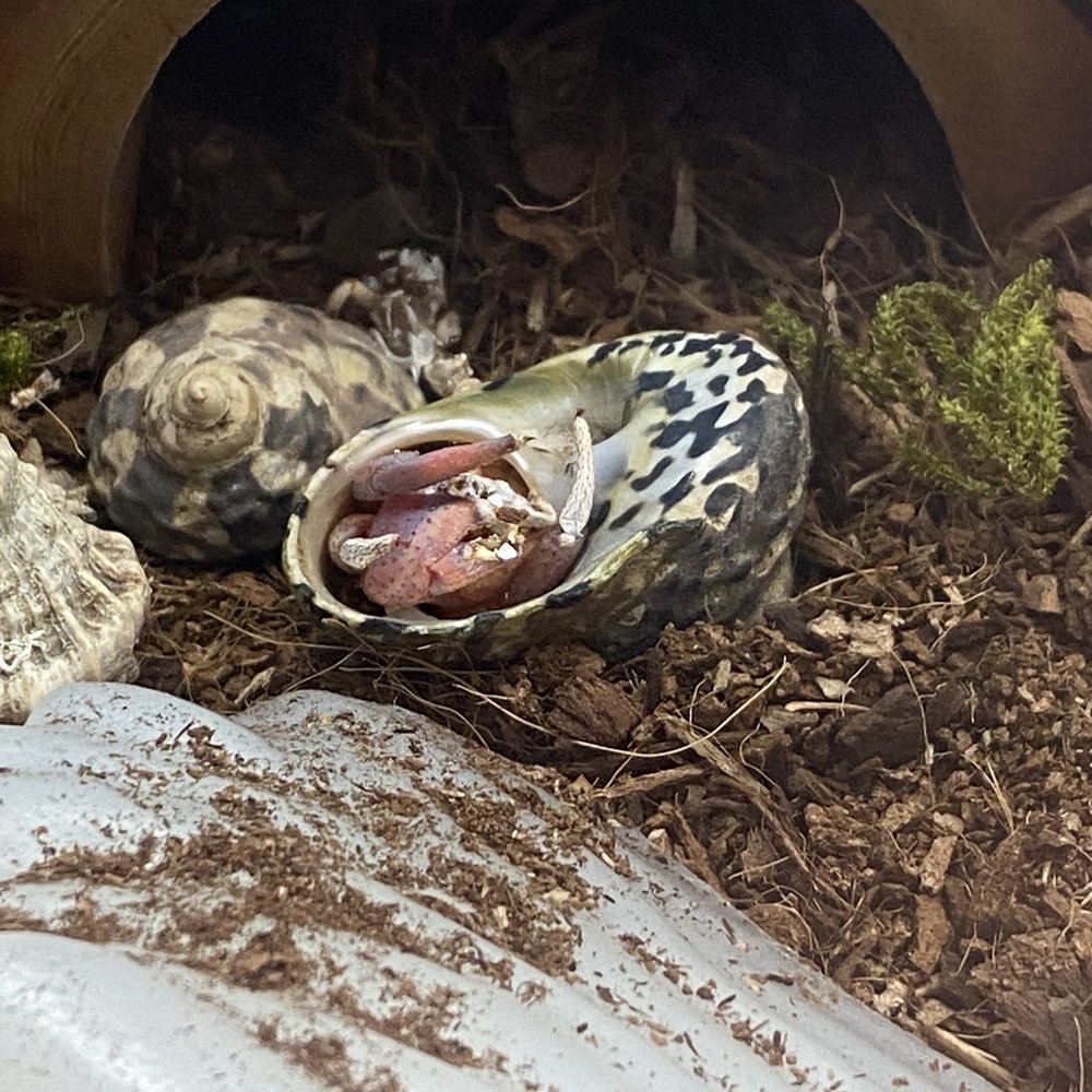 PetSmart - Dead, rotting, hermit crab. - Pet Stores Near Me - North Bergen, New Jersey PetSmart - Dead, rotting, hermit crab. - Pet Stores Near Me - North Bergen, New Jersey