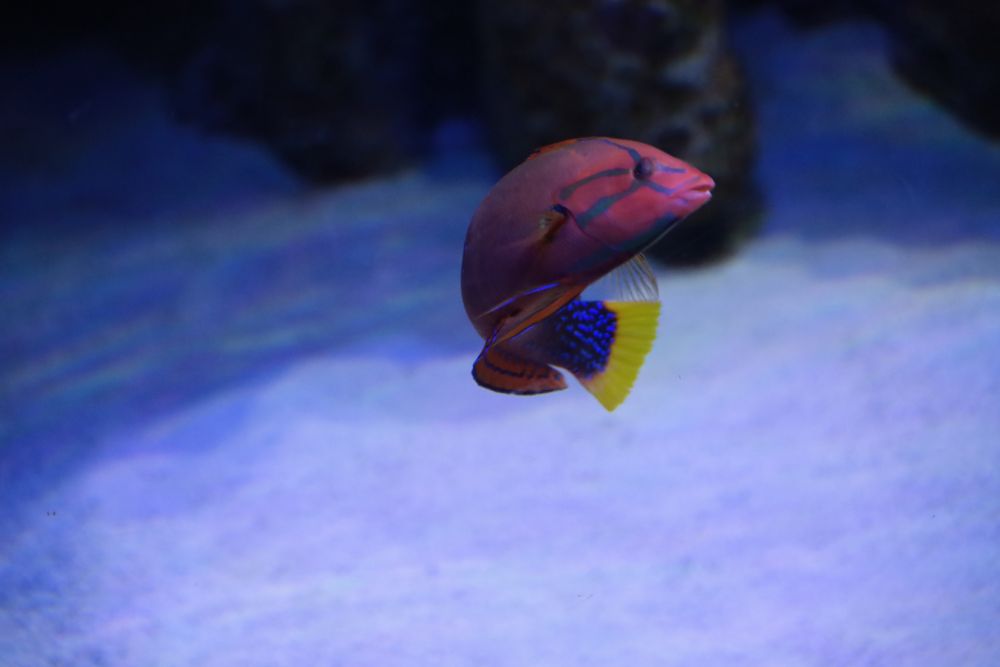 NATES PHOTOGRAPHY Request Information 252 Draper Avel, North