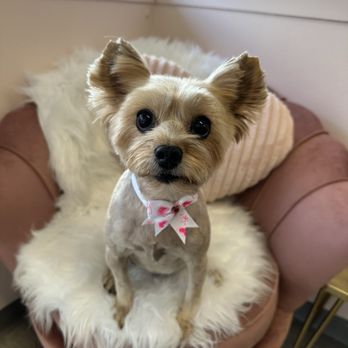 Molly Grooms Dogs - Pet Groomers Near Me - Orange, California Molly Grooms Dogs - Pet Groomers Near Me - Orange, California