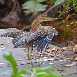 Chichen Itza With Jerry - Discovering the yucatan peninsula with Jerry, live this experience and join