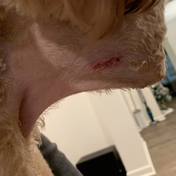 Groomingdells Pet Studio - My dog's cut caused by this groomer. - Pet Groomers Near Me - Troutman, North Carolina