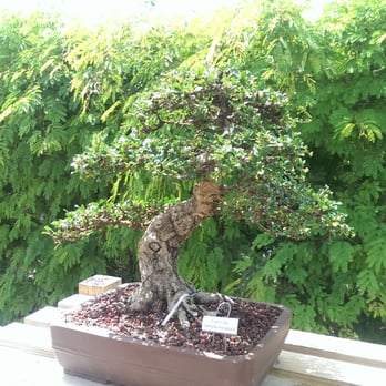 Wigert's Bonsai - Nurseries & Gardening Near Me - North Fort Myers, Florida Wigert's Bonsai - Nurseries & Gardening Near Me - North Fort Myers, Florida