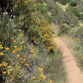 Moore Creek Park - Spring flowers - Parks Near Me - Saint Helena, California Moore Creek Park - Spring flowers - Parks Near Me - Saint Helena, California