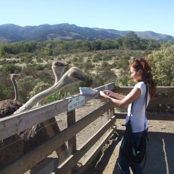 Ostrichland USA - Feeding the ostriches - Attraction Farms Near Me - Solvang, California Ostrichland USA - Feeding the ostriches - Attraction Farms Near Me - Solvang, California