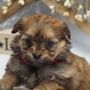 Photo of Hoover Brother Puppies