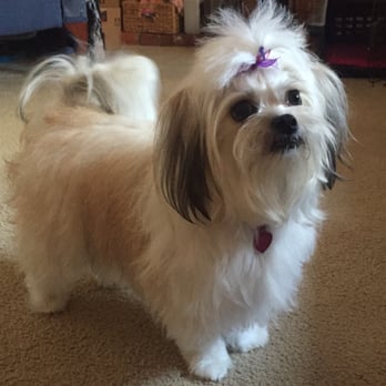 Beba’s Spaw Mobile Pet Grooming - Holly before - Pet Groomers Near Me