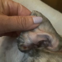 same thing on other ear same thing on other ear