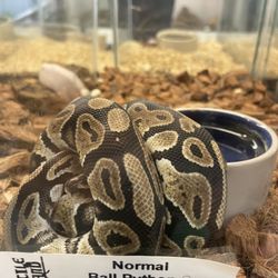 Reptile Island - Snake