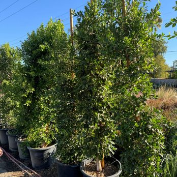Ramy's Nursery - Ficus hedge - Nurseries & Gardening Near Me - Reseda, California Ramy's Nursery - Ficus hedge - Nurseries & Gardening Near Me - Reseda, California