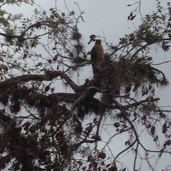 Tomoka State Park - Cool hawk near the water. - Parks Near Me - Ormond Beach, Florida